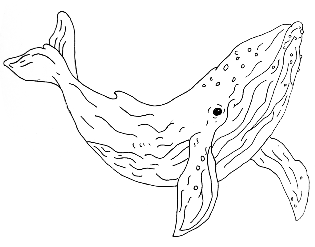 クジラ(シロナガスクジラ)